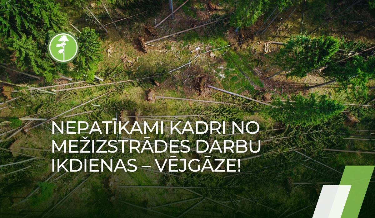 Vējgāžu radītie postījumi mežaudzēs Vējgāžu radītie postījumi mežaudzēs