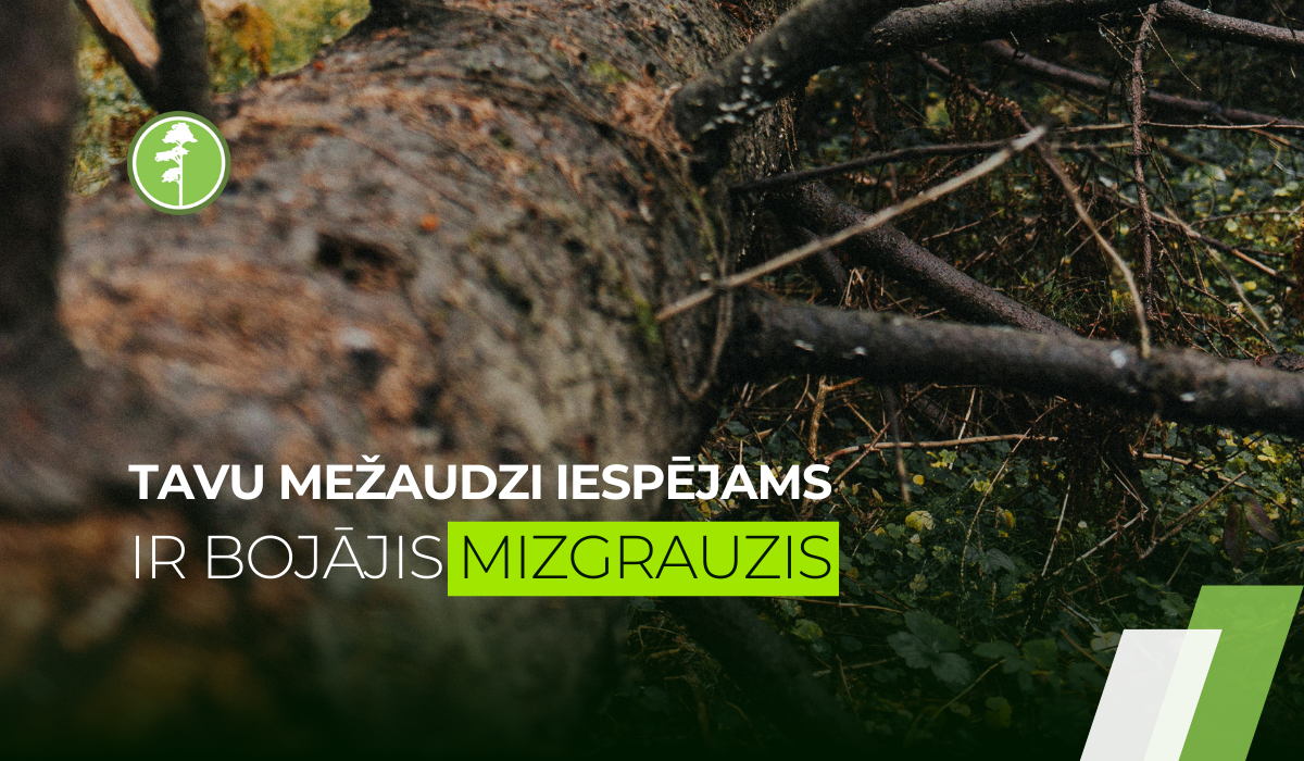Tavu egļu mežaudzi, iespējams, ir bojājis mizgrauzis. Tavu egļu mežaudzi, iespējams, ir bojājis mizgrauzis