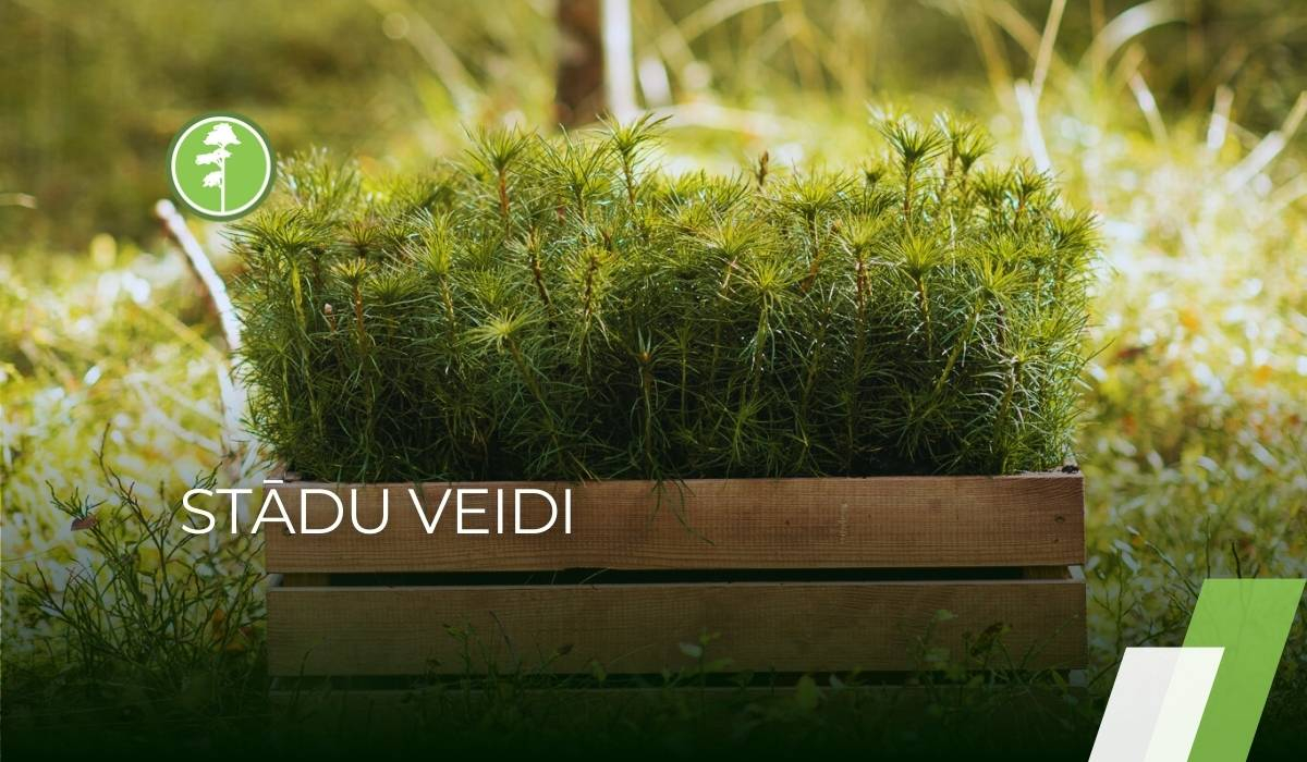 Stādu veidi meža atjaunošanai Stādu veidi meža atjaunošanai