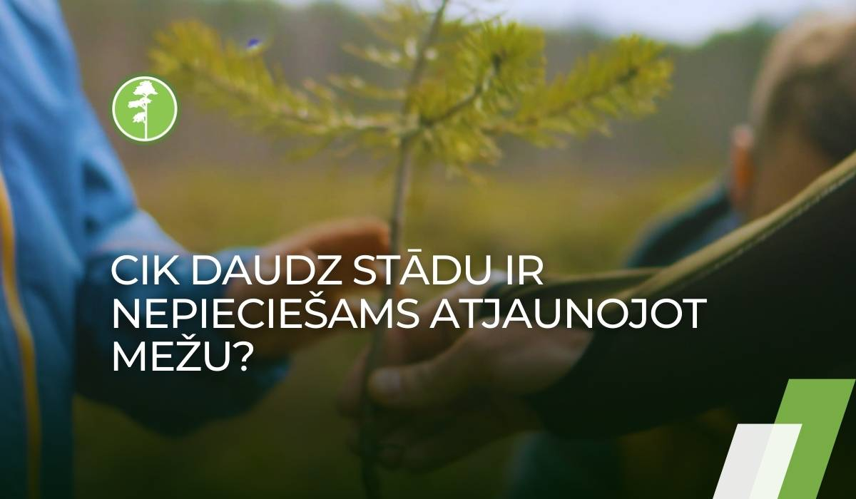 Cik daudz stādu ir nepieciešams atjaunojot mežu. Cik daudz stādu ir nepieciešams atjaunojot mežu.