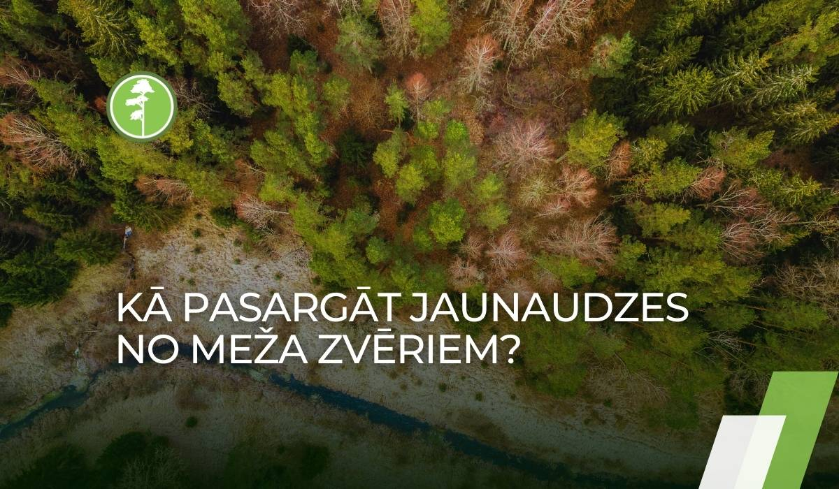 Priedes AG: Kā pasargāt jaunaudzes no meža zvēriem Priedes AG: Kā pasargāt jaunaudzes no meža zvēriem
