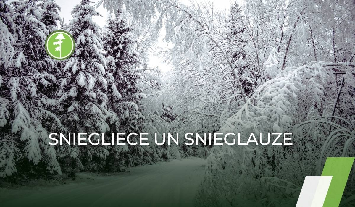 Ko darīt, ka mežu piemeklējusi sniegliece un snieglauze Ko darīt, ka mežu piemeklējusi sniegliece un snieglauze