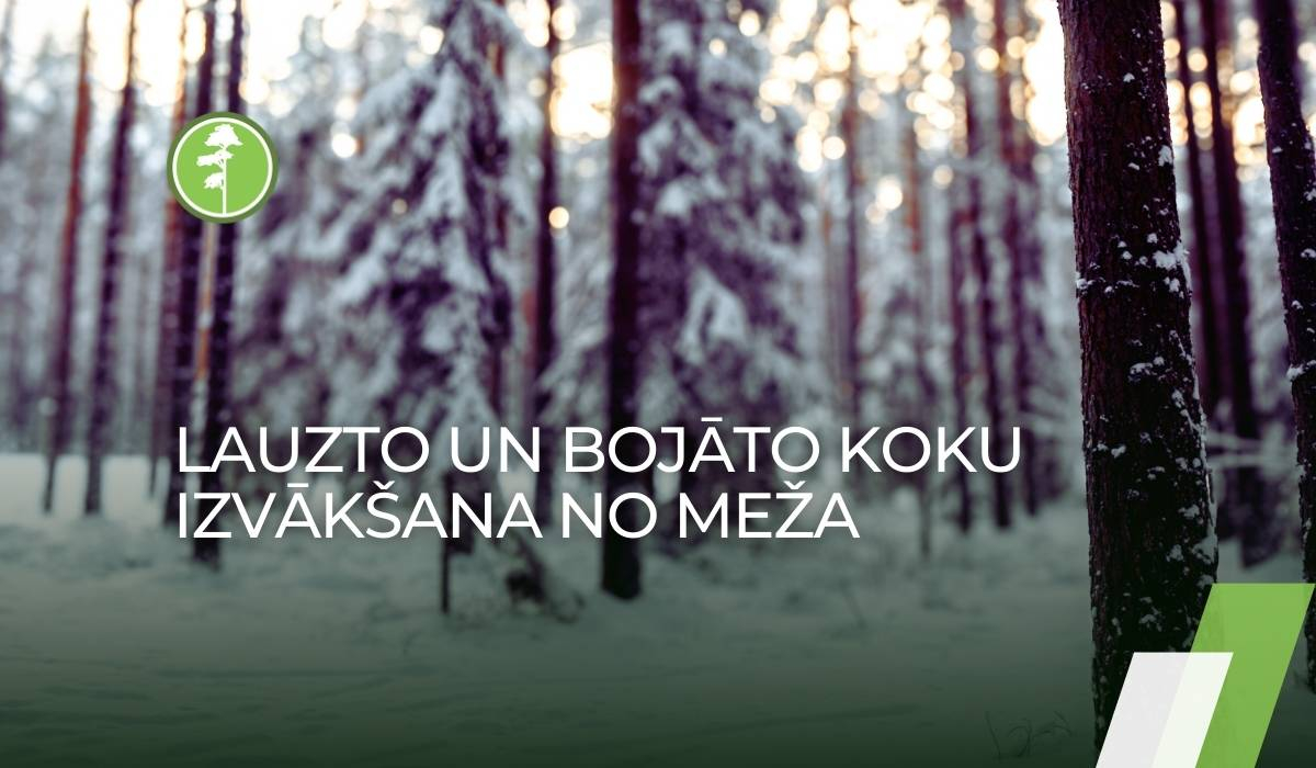 Lasi PRIEDES AG rakstā - ko darīt ar lauztajiem un bojātajiem kokiem Lasi PRIEDES AG rakstā - ko darīt ar lauztajiem un bojātajiem kokiem